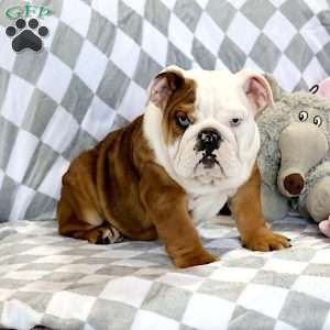 Coach, English Bulldog Puppy